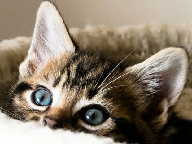What Is the Best Natural Flea Prevention for Pets