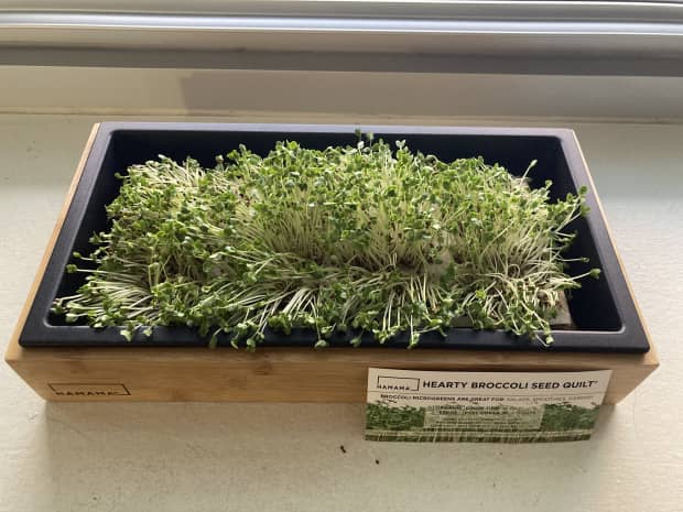 Photo of Hamama Microgreens Grow Kit with Hearty Broccoli Seed Quilt growing