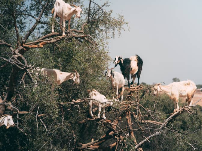 Photo of goats climbing an argan tree