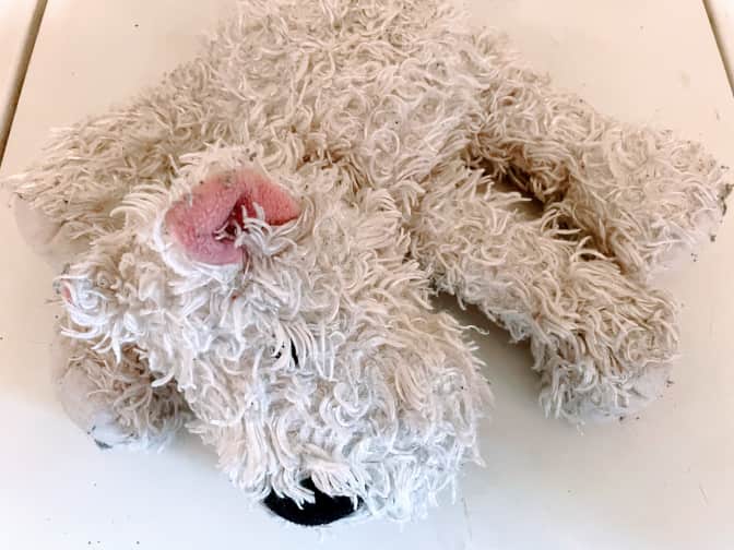 Photo of laundered dog stuffed animal