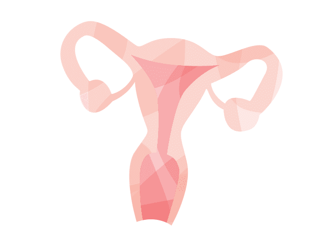 Uterus illustration