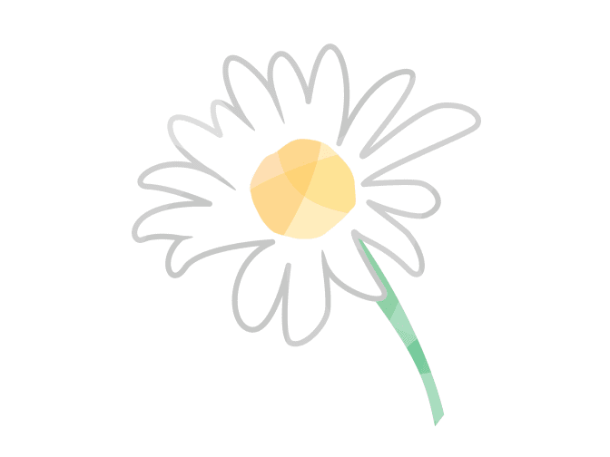 chamomile illustration