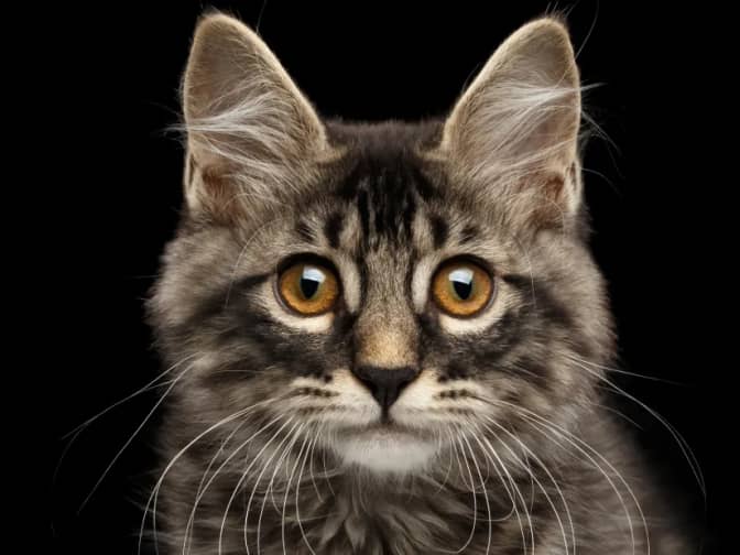 Image of grey striped cat looking into the camera