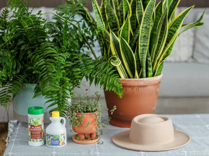Good Dirt products next to potted plants and sun hat