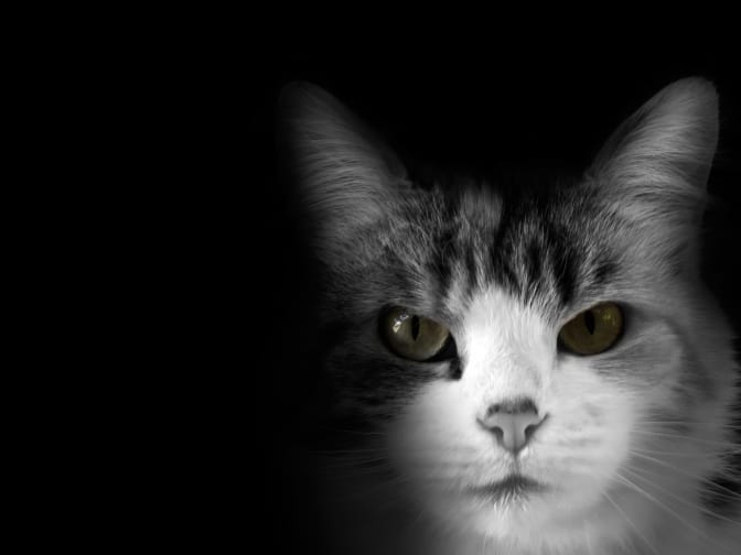 Kitty cat (desktop)