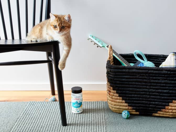 Image of orange cat lying on chair above bottle of Aunt Fannie's carpet refresher on floor