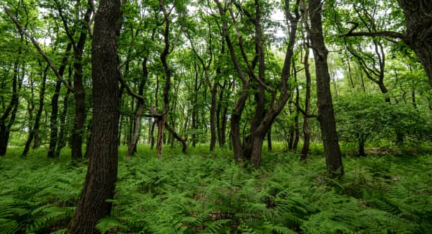 Eye-level image of a forest with lush green trees and ferns on the forest floor