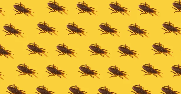 Image of roaches in a yellow background