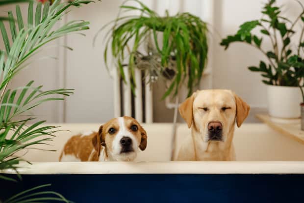 two dogs in a bathtub surrounded by plants
