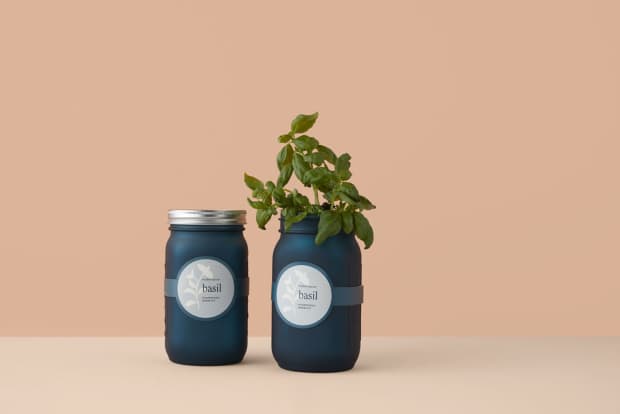 a couple of basil herb jars